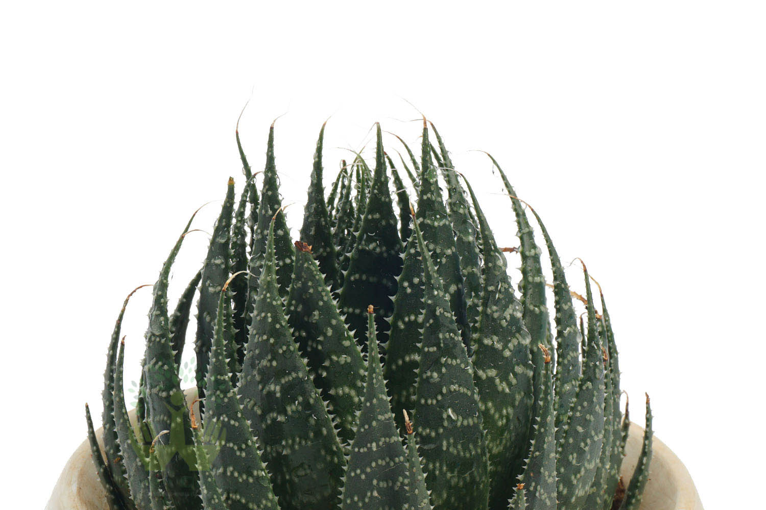 Buy Aloe Humilis Plants , White Pots and seeds in Delhi NCR by the best online nursery shop Greendecor.