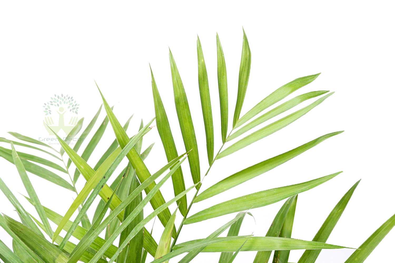 Buy Bamboo Palm Plants Leaves View , White Pots and seeds in Delhi NCR by the best online nursery shop Greendecor.