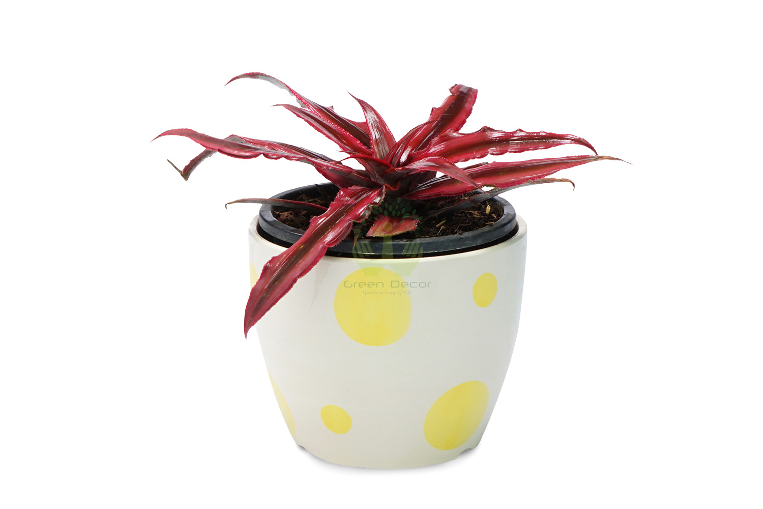 Buy Cryptanthus Plant Front View, White Pots and Seeds in Delhi NCR by the best online nursery shop Greendecor.