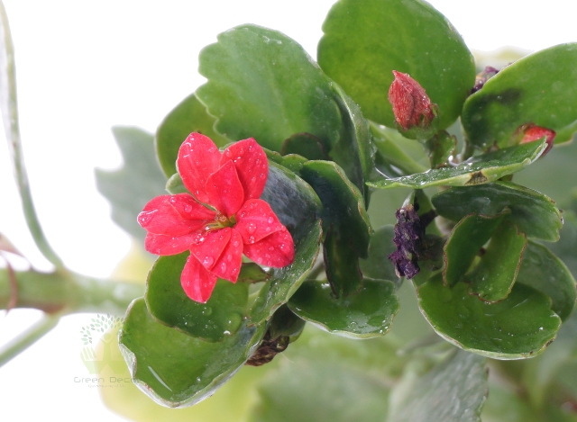 Buy Kalanchoe Milloti Plants Top View , White Pots and seeds in Delhi NCR by the best online nursery shop Greendecor.