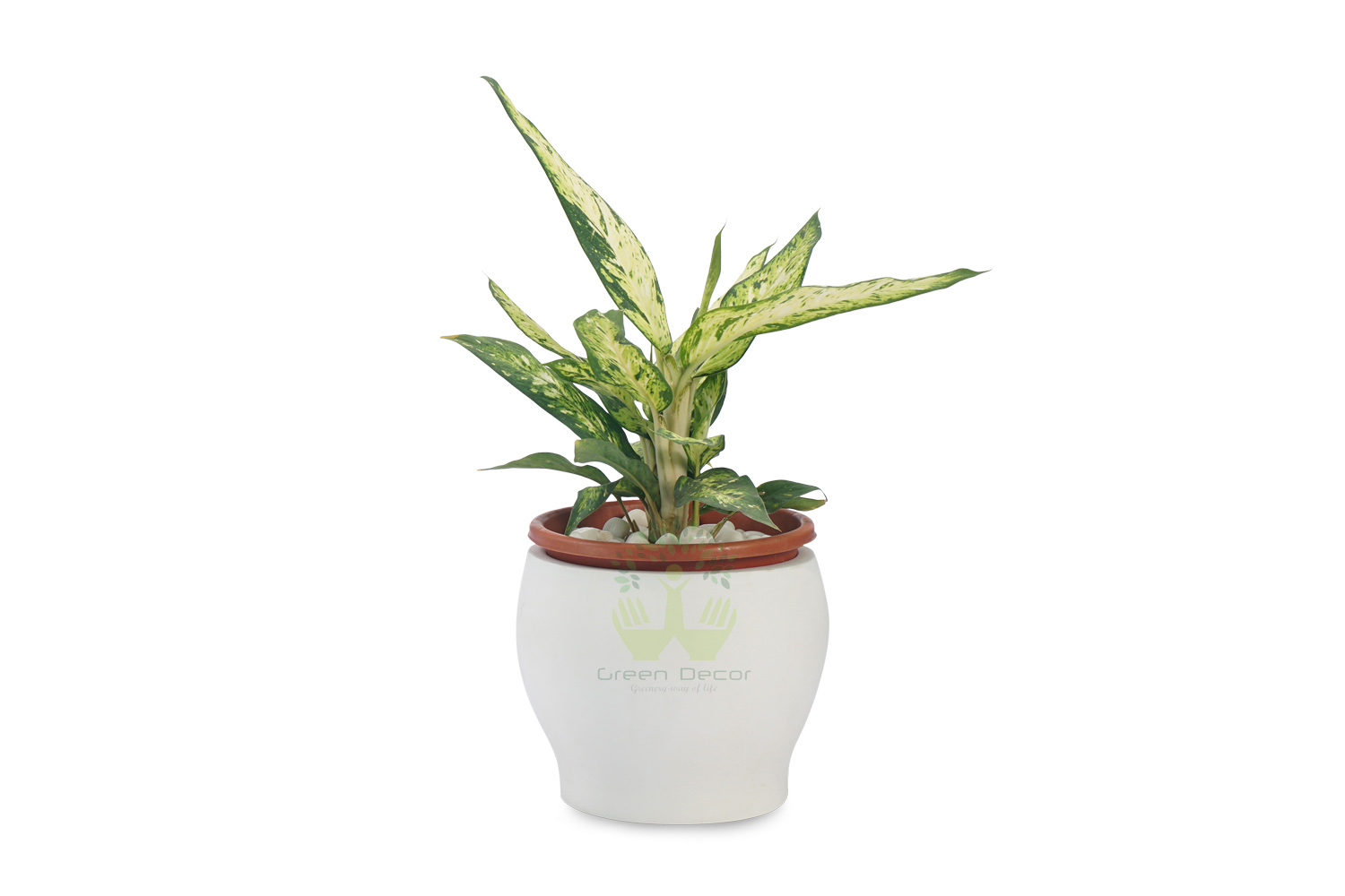Buy Aglaonema Philipica Plants , White Pots and seeds in Delhi NCR by the best online nursery shop Greendecor.