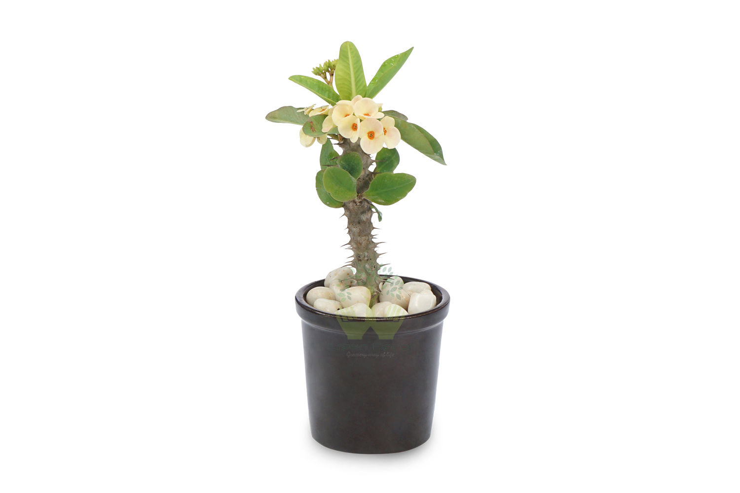 Buy Euphorbia Milli-Yellow Plants , White Pots and seeds in Delhi NCR by the best online nursery shop Greendecor.