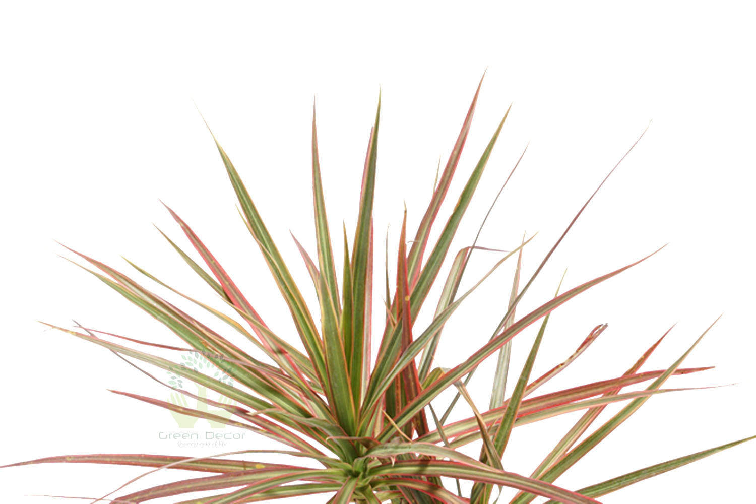 Buy Dracaena Marginata Tricolor Plant Leaves View, White Pots and Seeds in Delhi NCR by the best online nursery shop Greendecor.