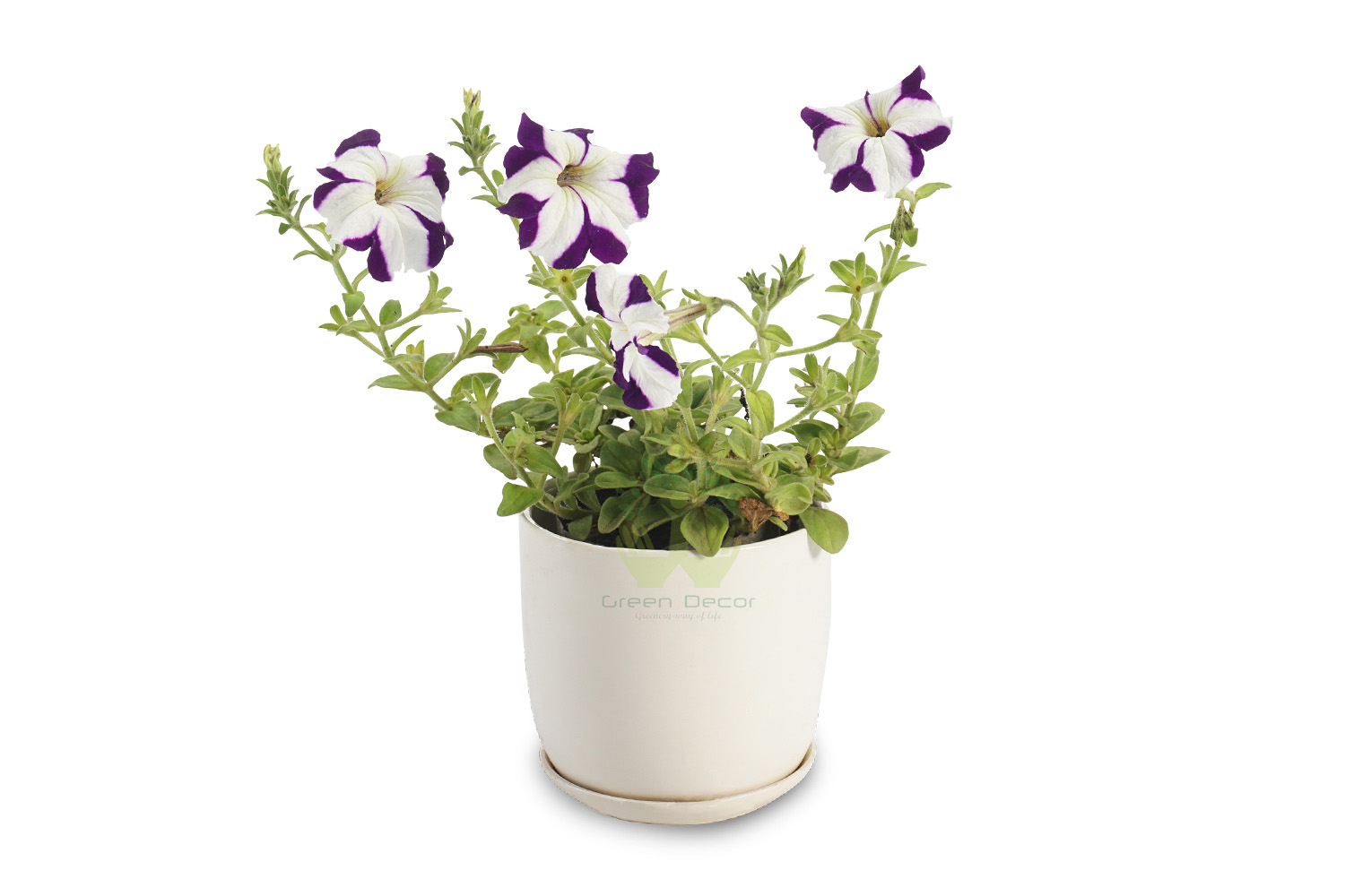 Buy Petunia Voilet Front View , White Pots and seeds in Delhi NCR by the best online nursery shop Greendecor.