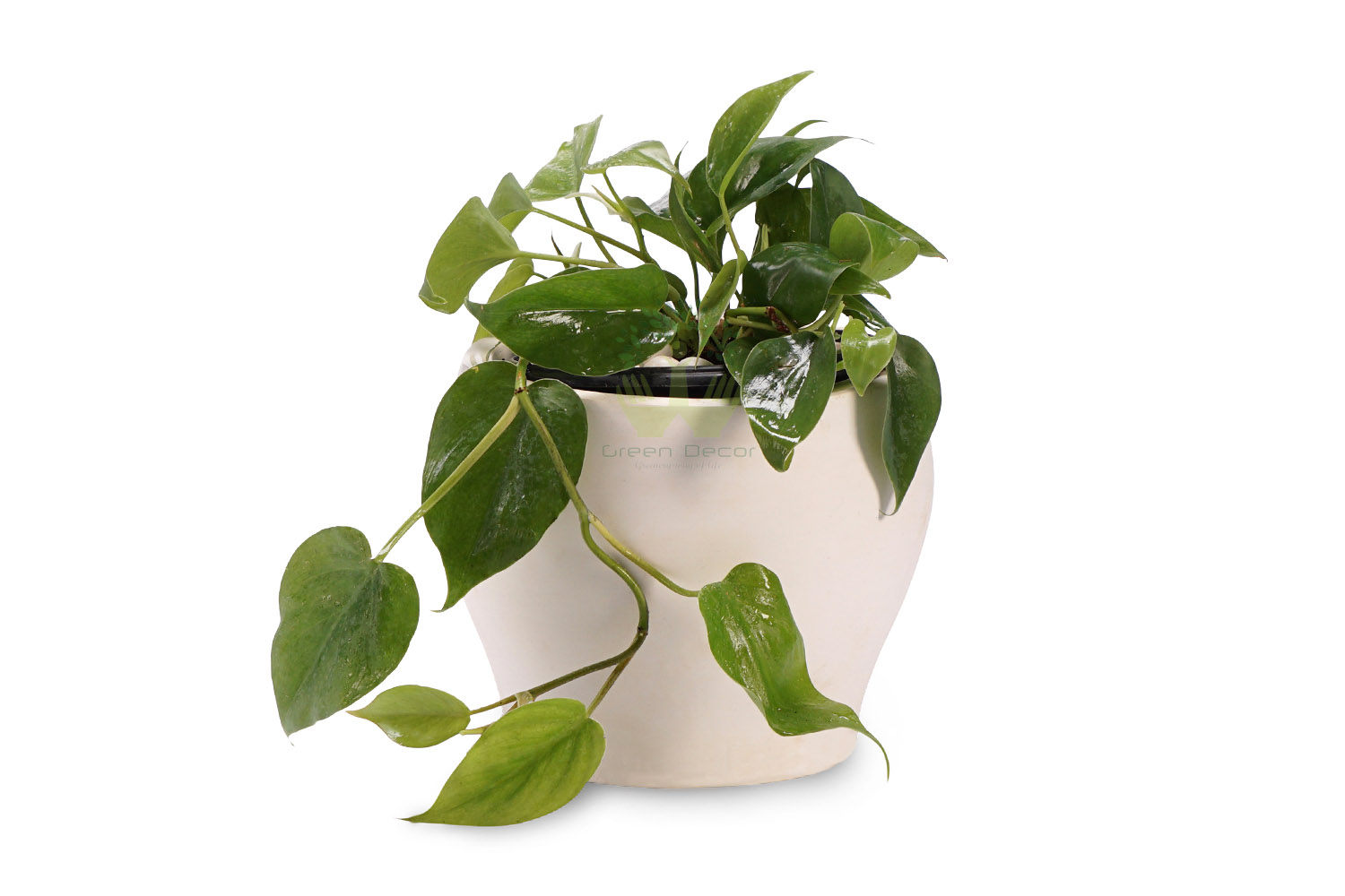Buy Heartleaf Philodendron Plant in Delhi with a pot