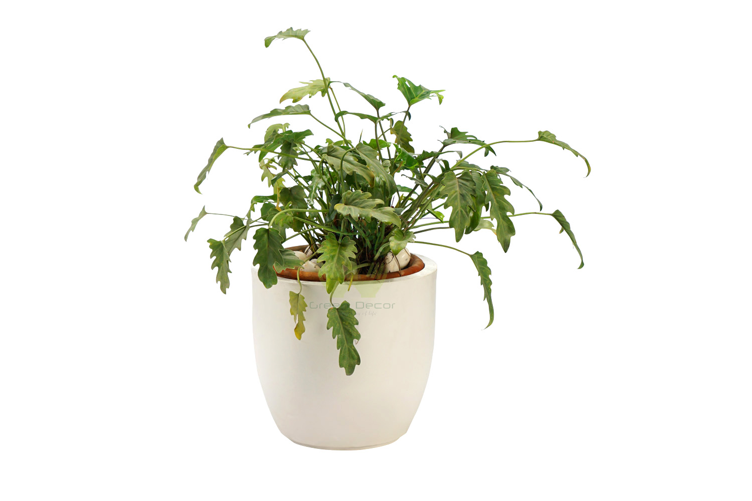 Buy Philodendron Xanadu Plant Front View, White Pots and Seeds in Delhi NCR by the best online nursery shop Greendecor.