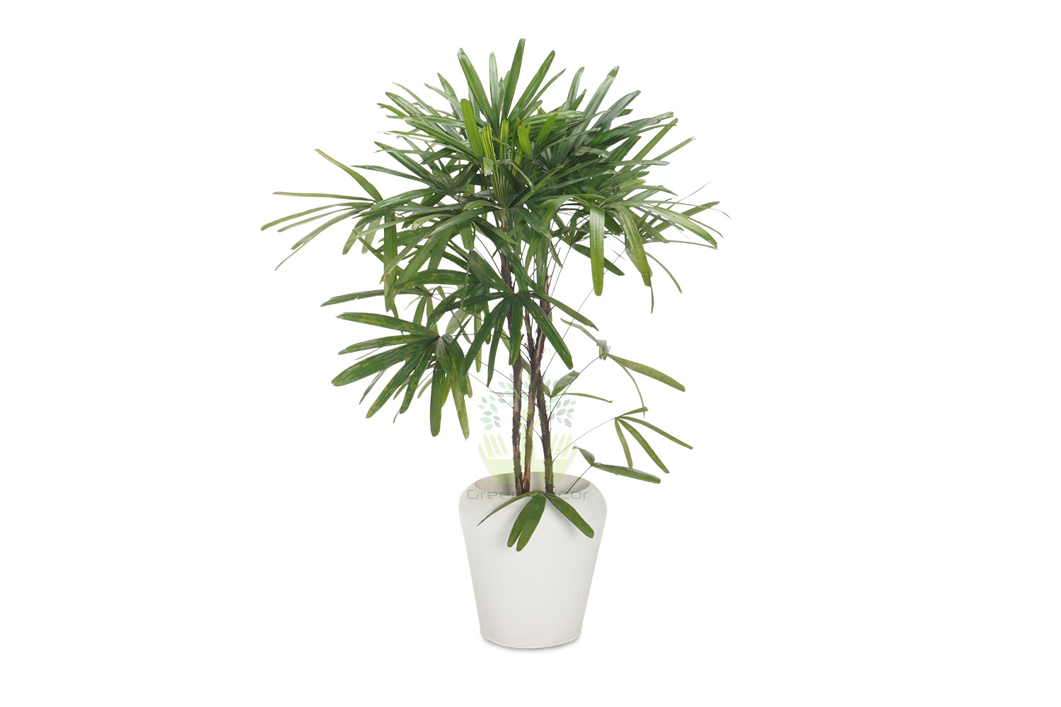 Buy Broadleaf Lady Online, Order for Broadleaf Lady Palm Plants in Delhi - Green Decor