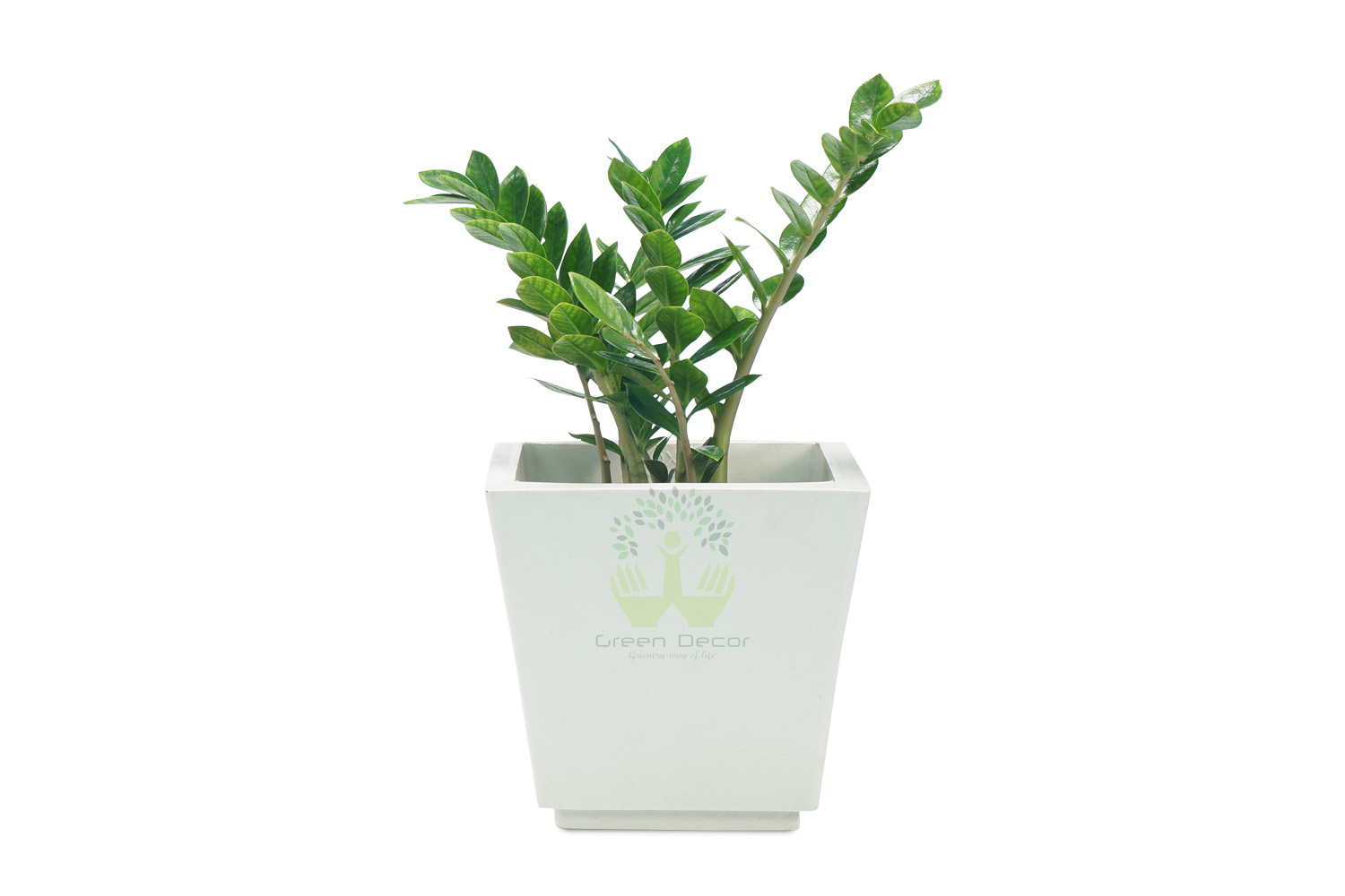 Buy Zed Plants , White Pots and seeds in Delhi NCR by the best online nursery shop Greendecor.
