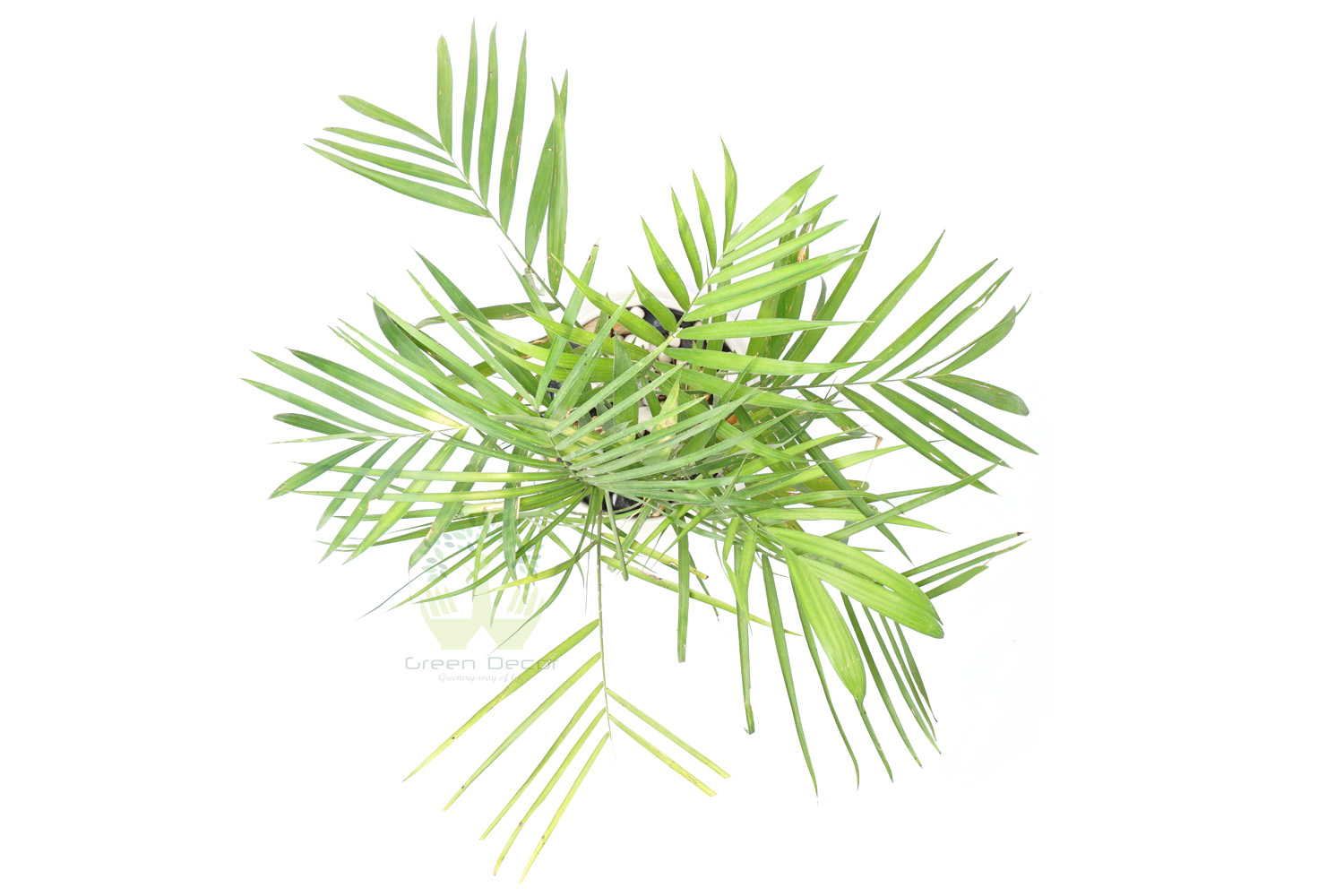 Buy Bamboo Palm Plants Top View , White Pots and seeds in Delhi NCR by the best online nursery shop Greendecor.