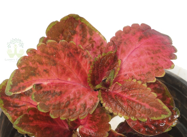 Buy Coleus Plant Leaves View , White Pots and Seeds in Delhi NCR by the best online nursery shop Greendecor.