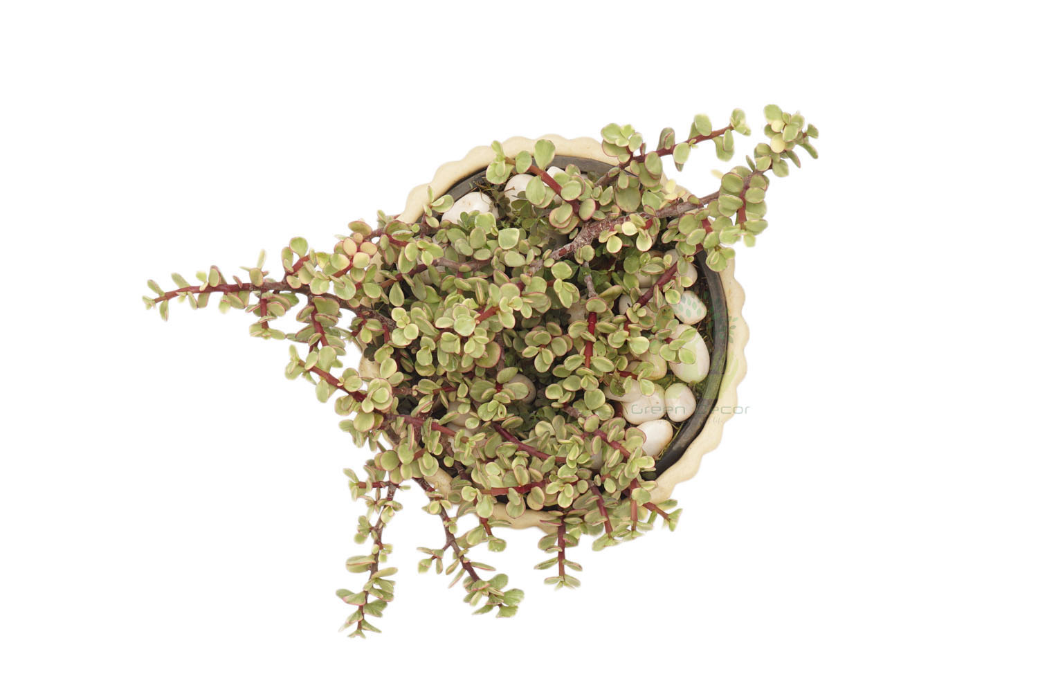 Buy Jade Variegated-Red Plants , White Pots and seeds in Delhi NCR by the best online nursery shop Greendecor.