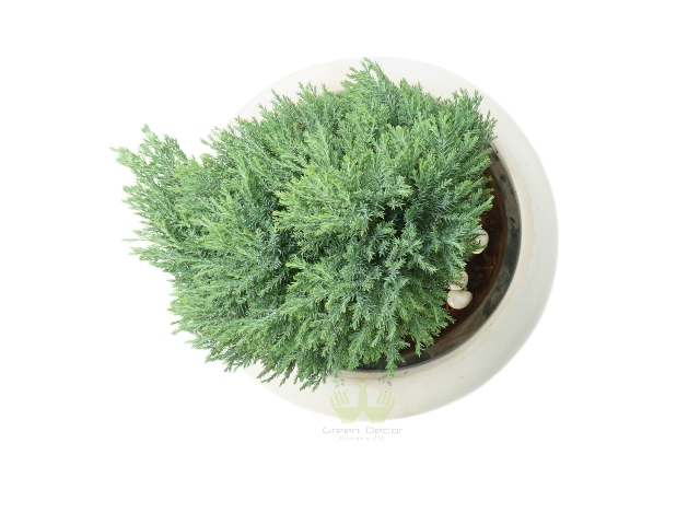 Buy Juniper Green Plant Top View by the best online nursery shop Greendecor.